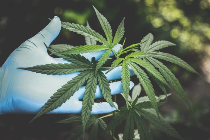 Why Is CBD Getting Popular Among Basketball Players? Why Is CBD Getting Popular Among Basketball Players?