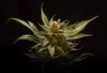 Some of the Top Strains Introduced by Celebrities